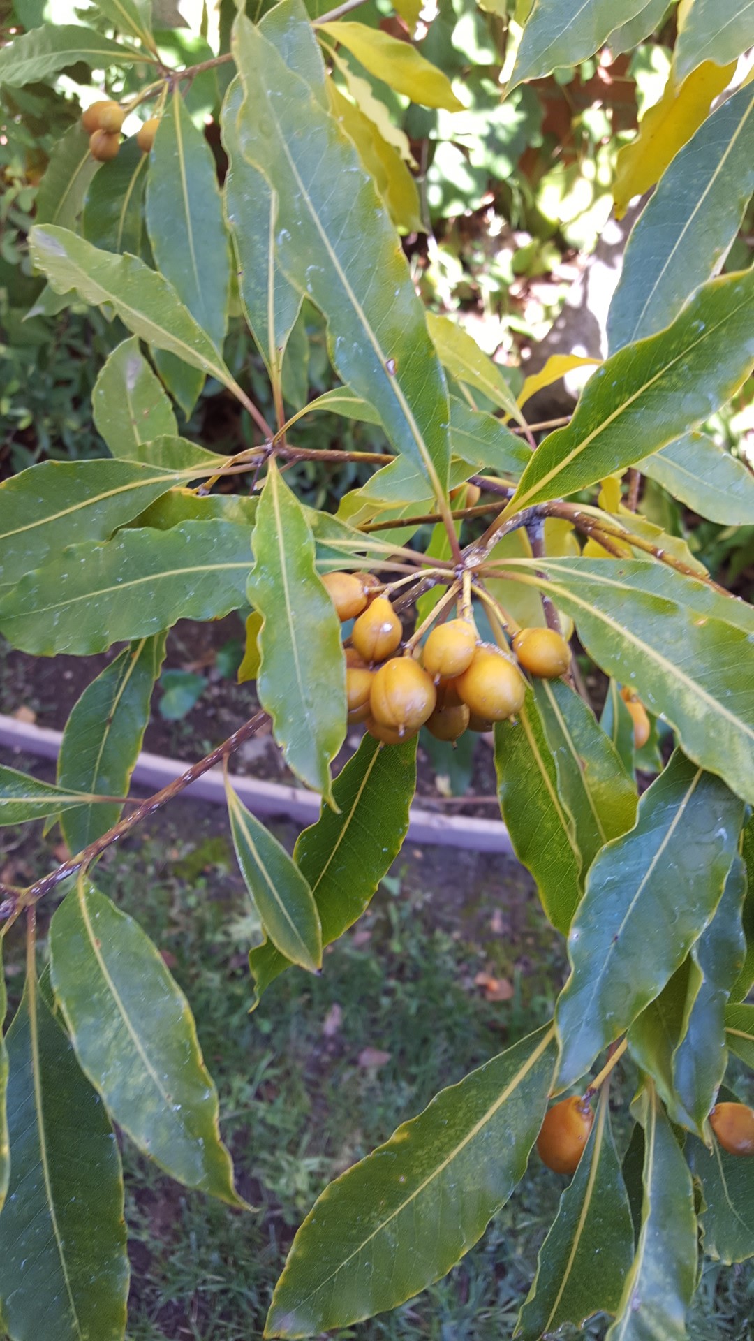 台灣海桐 (Pittosporum undulatum) 照顧,種植,繁殖,開花時間 - PictureThis