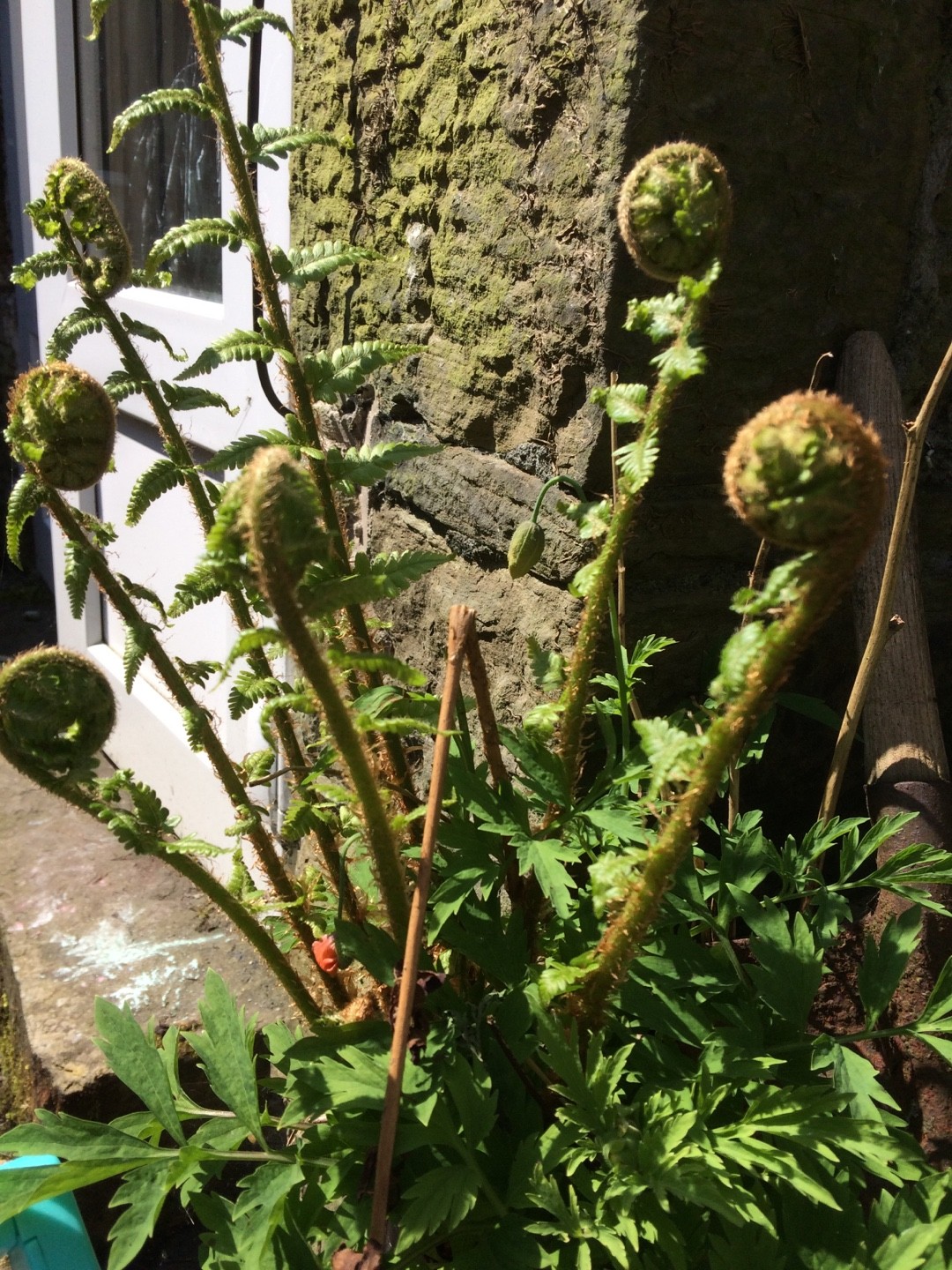 セイヨウオシダ（西洋雄羊歯）の判定方法 (Dryopteris filix-mas)
