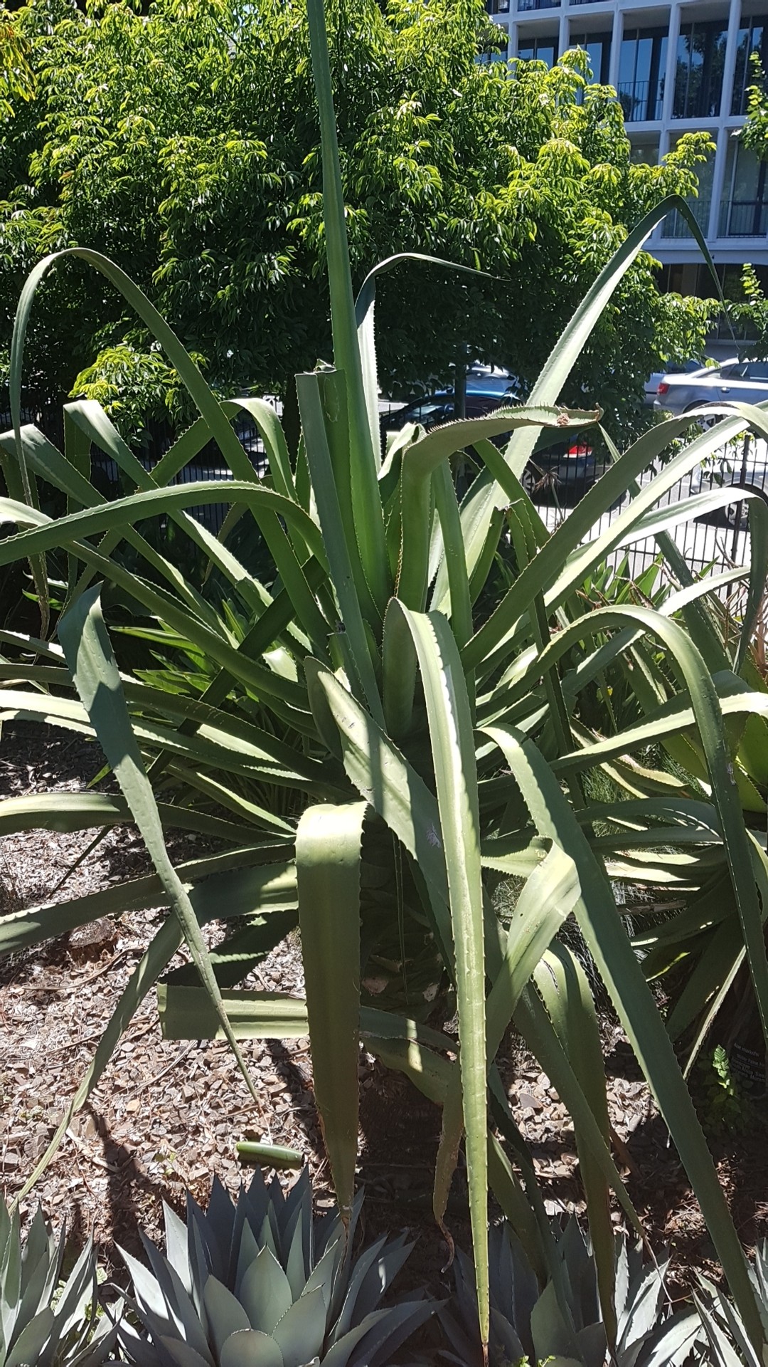 Puya chilensis PictureThis