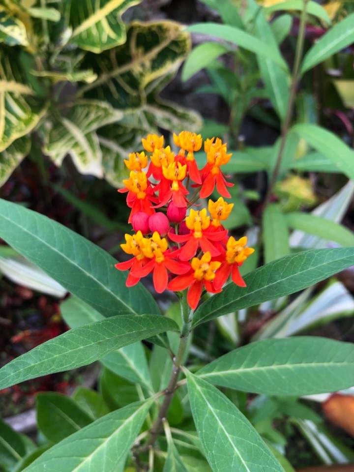 Asclepias (Asclepias)