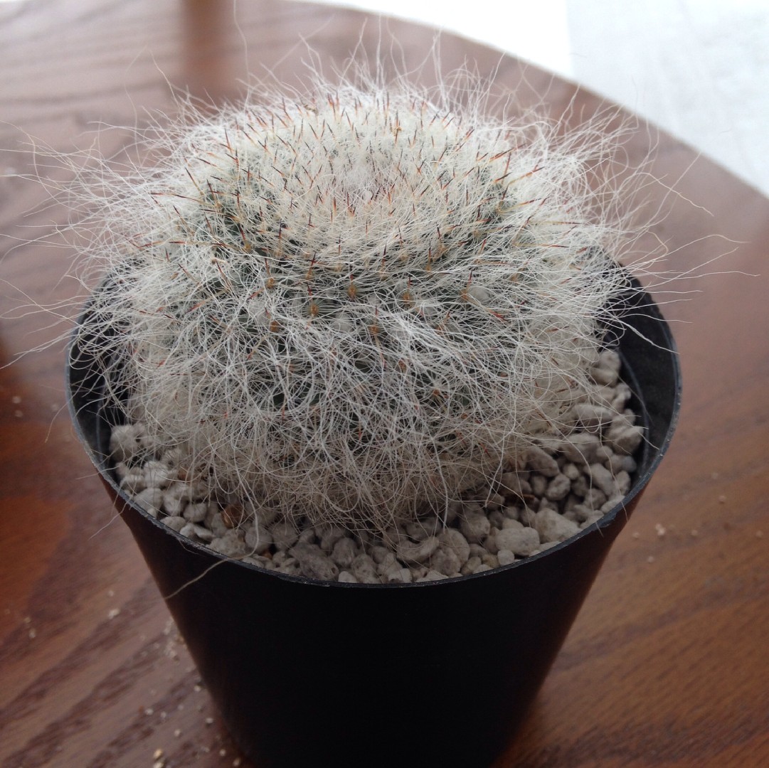 サボテン　玉翁 タマオキナ　大株　20㎝ img_cache_a_67449_1_1715674713