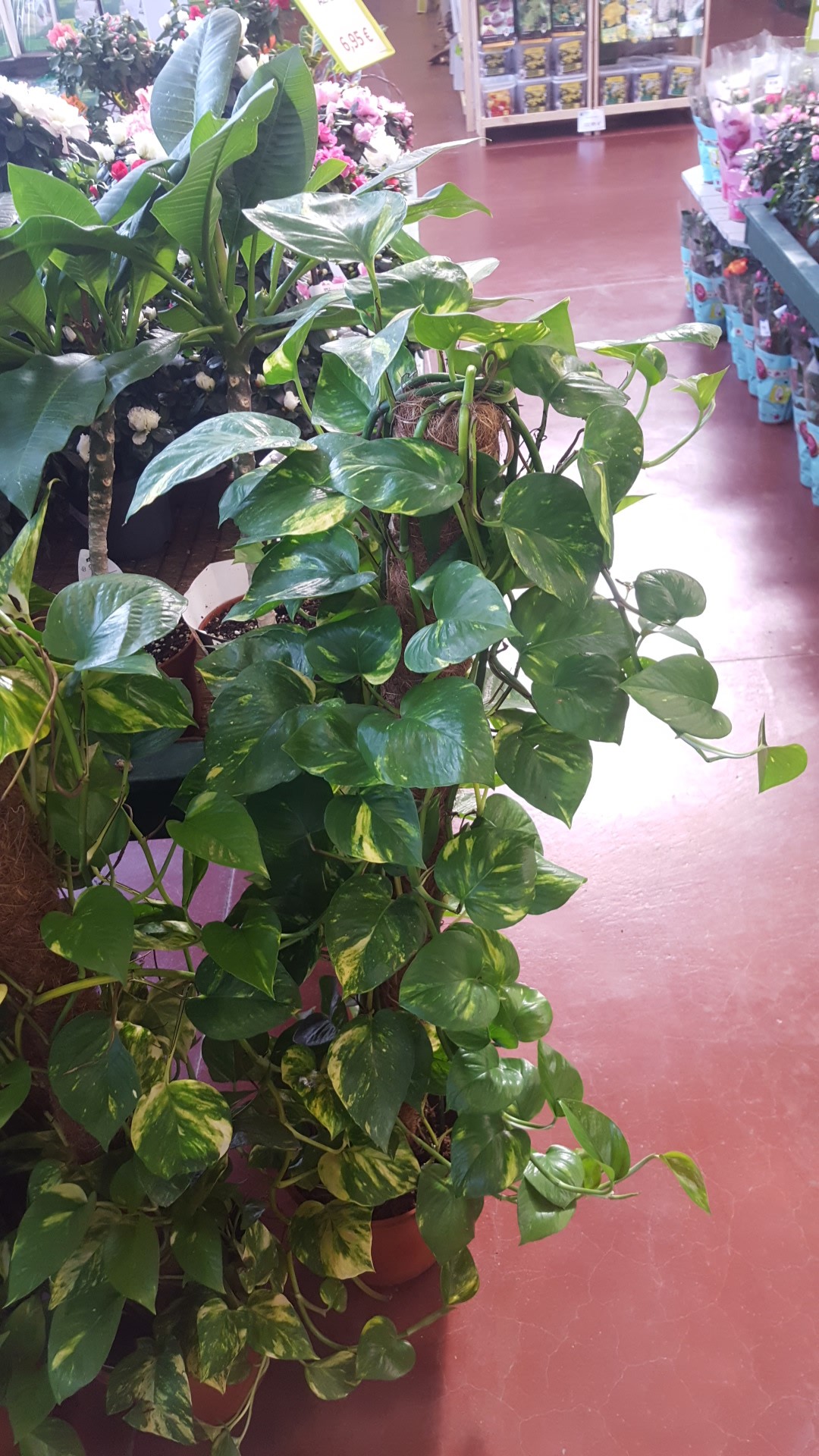 How to identify Golden pothos (Epipremnum aureum)
