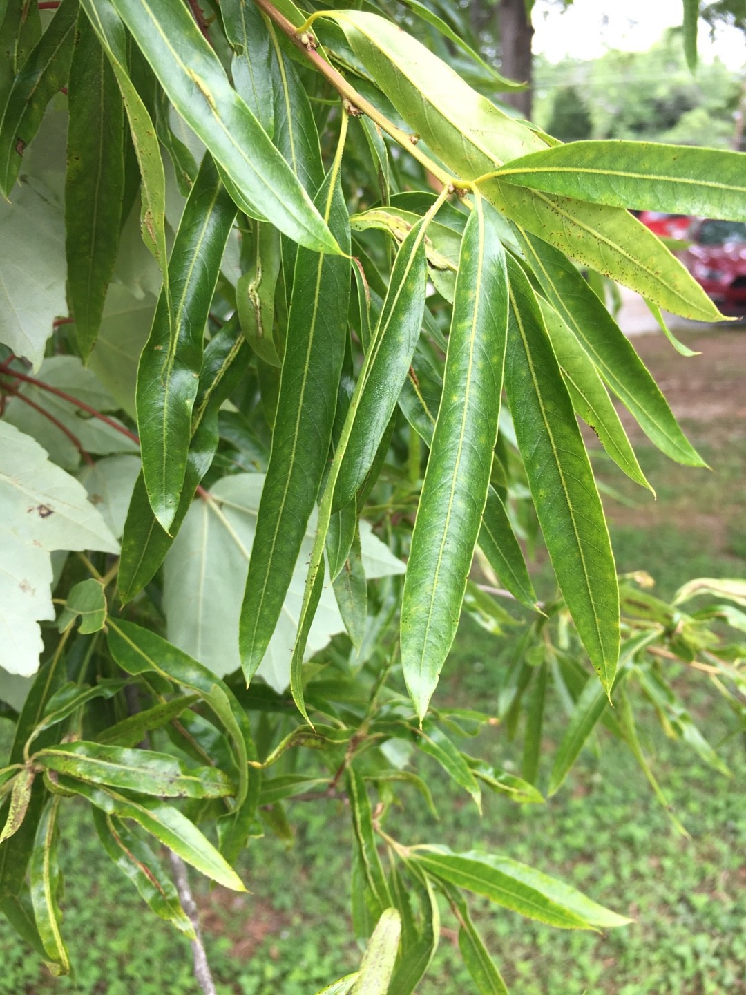 So identifizierst du Queensland-Flaschenbaum (Brachychiton rupestris)