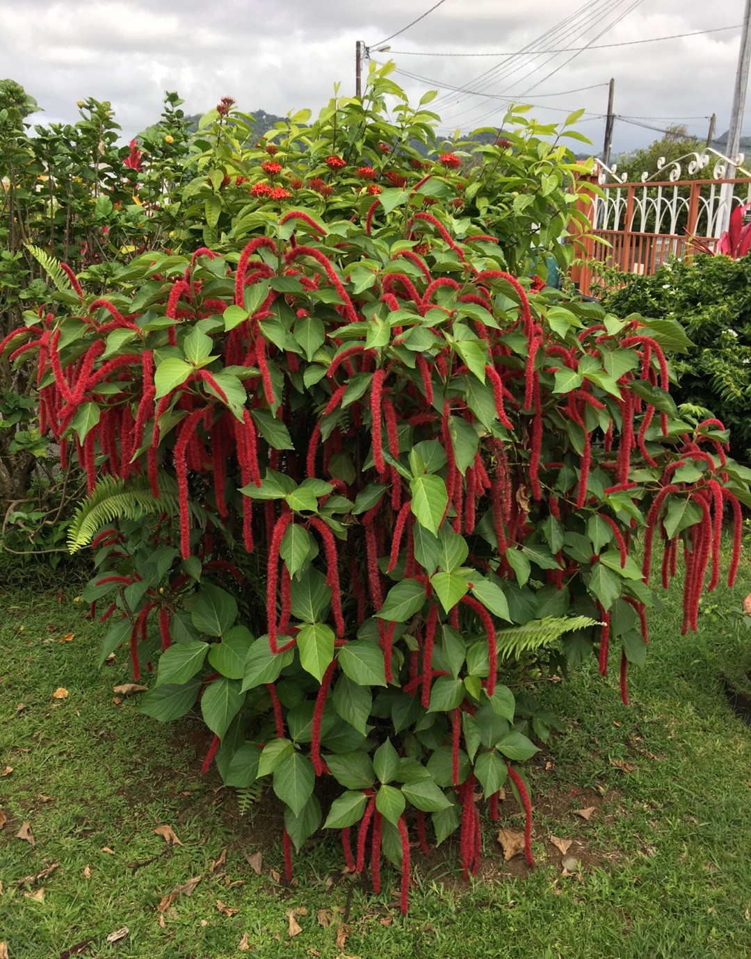 ベニヒモノキ（紅紐の木）の判定方法 (Acalypha hispida)