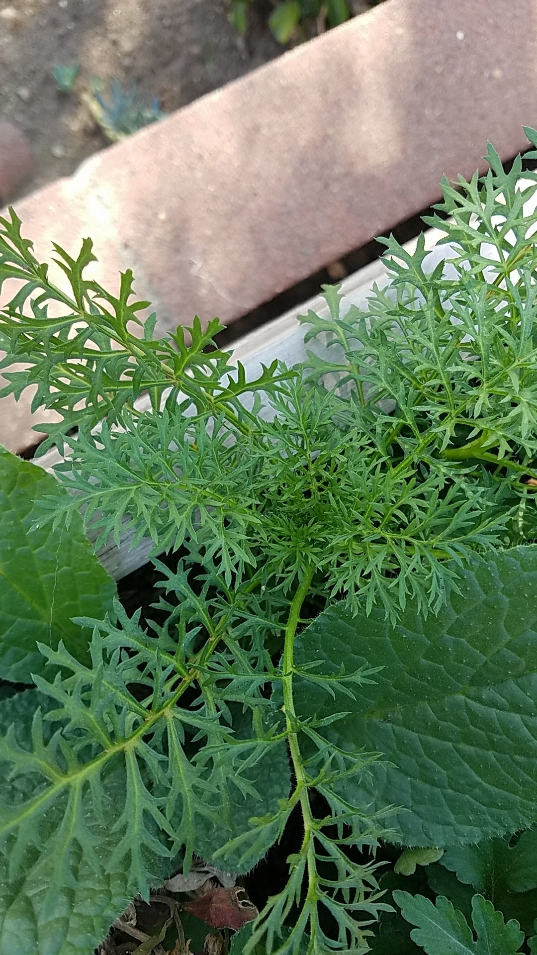 Jacobaea adonidifolia PictureThis