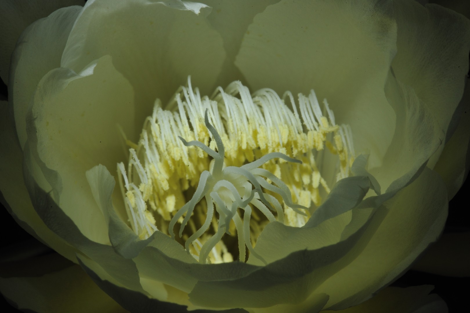 Raizes & Folhas - A Dama da Noite (Epiphyllum Oxipetalum
