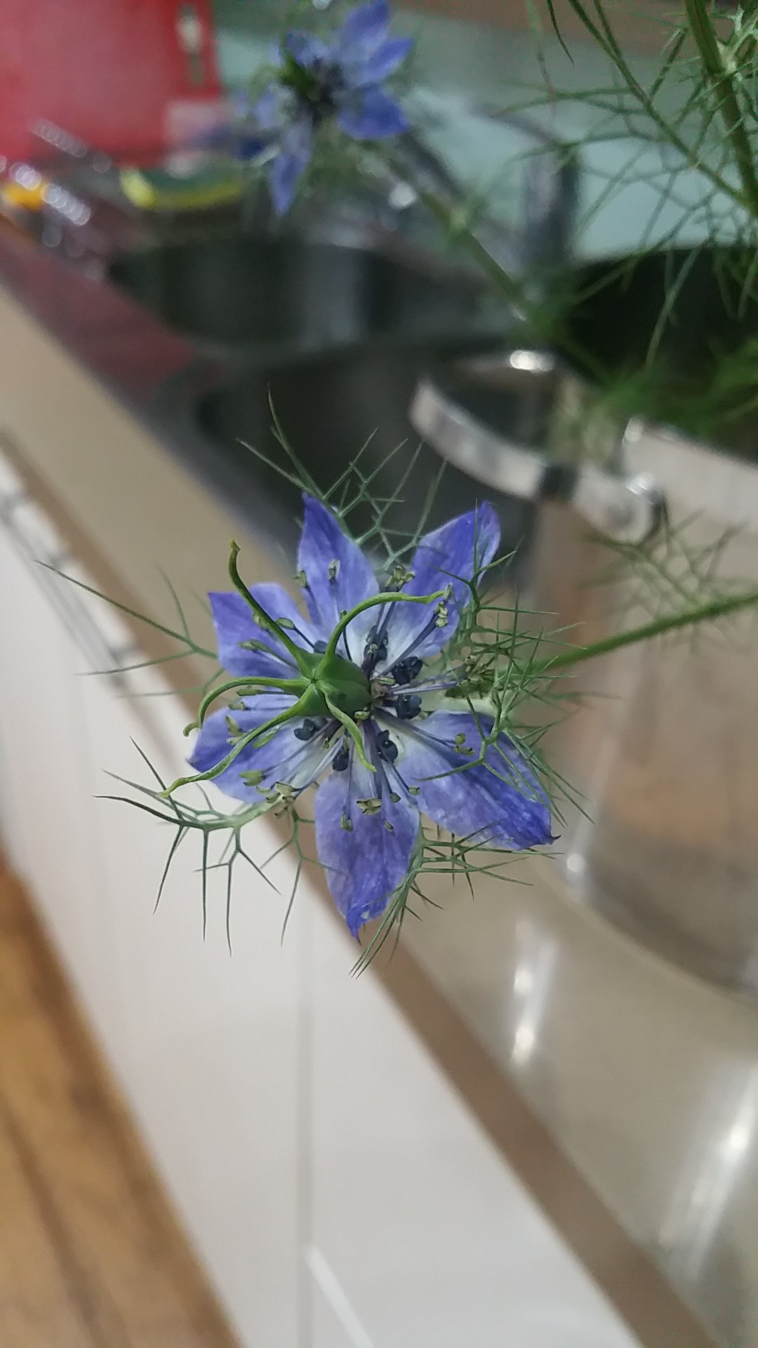 ニゲラの判定方法 (Nigella damascena)