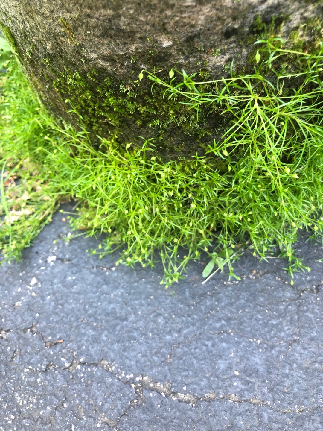 So identifizierst du Niederliegendes Mastkraut (Sagina procumbens)