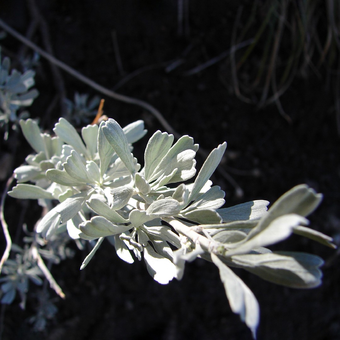 El efecto repelente de la Artemisia - La Maison de l'Artemisia - Esta  planta puede salvar millones de vidas