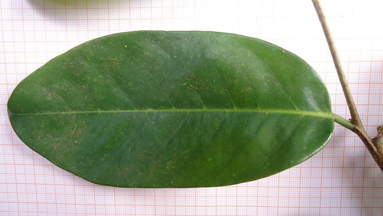 Corossolier bâtard (Annona montana) - PictureThis