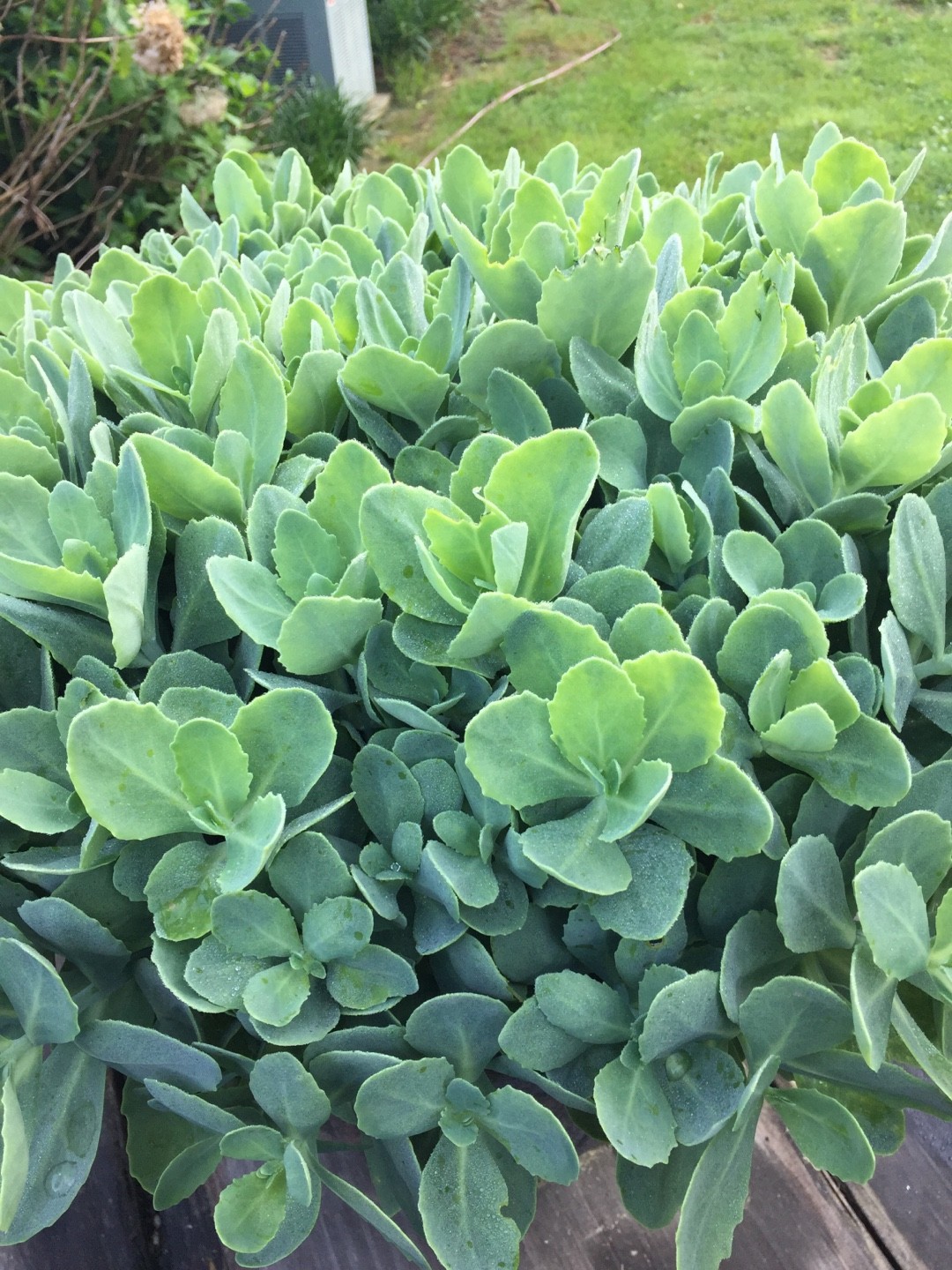 オオベンケイソウ（大弁慶草）の育て方・栽培方法