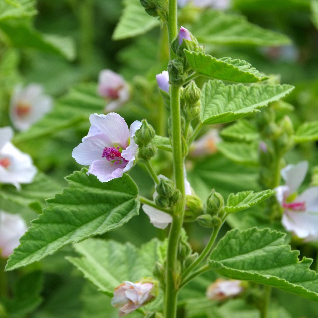 Altea (Althaea)