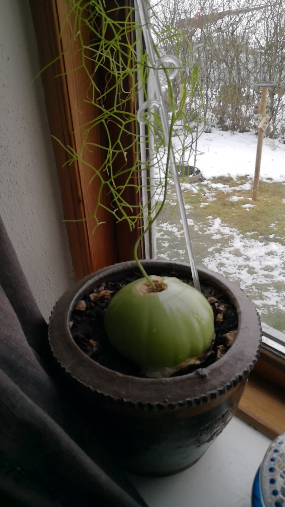 ソウカクデン（蒼角殿）の育て方・栽培方法