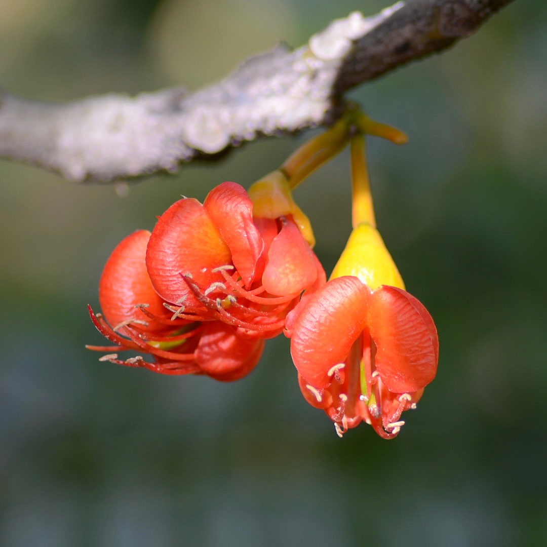 栗豆樹屬 (Castanospermum)
