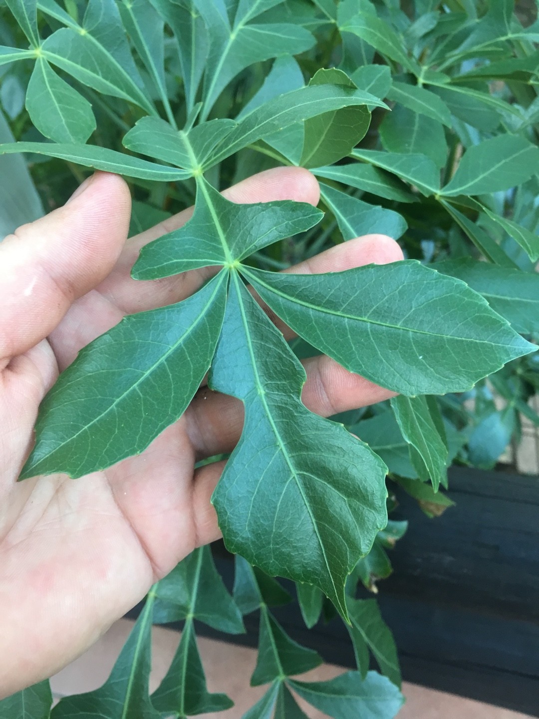 クッソニア・スピカータの判定方法 (Cussonia spicata)