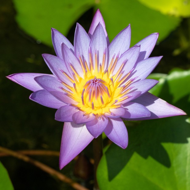 Blue Egyptian Lotus (Nymphaea caerulea)