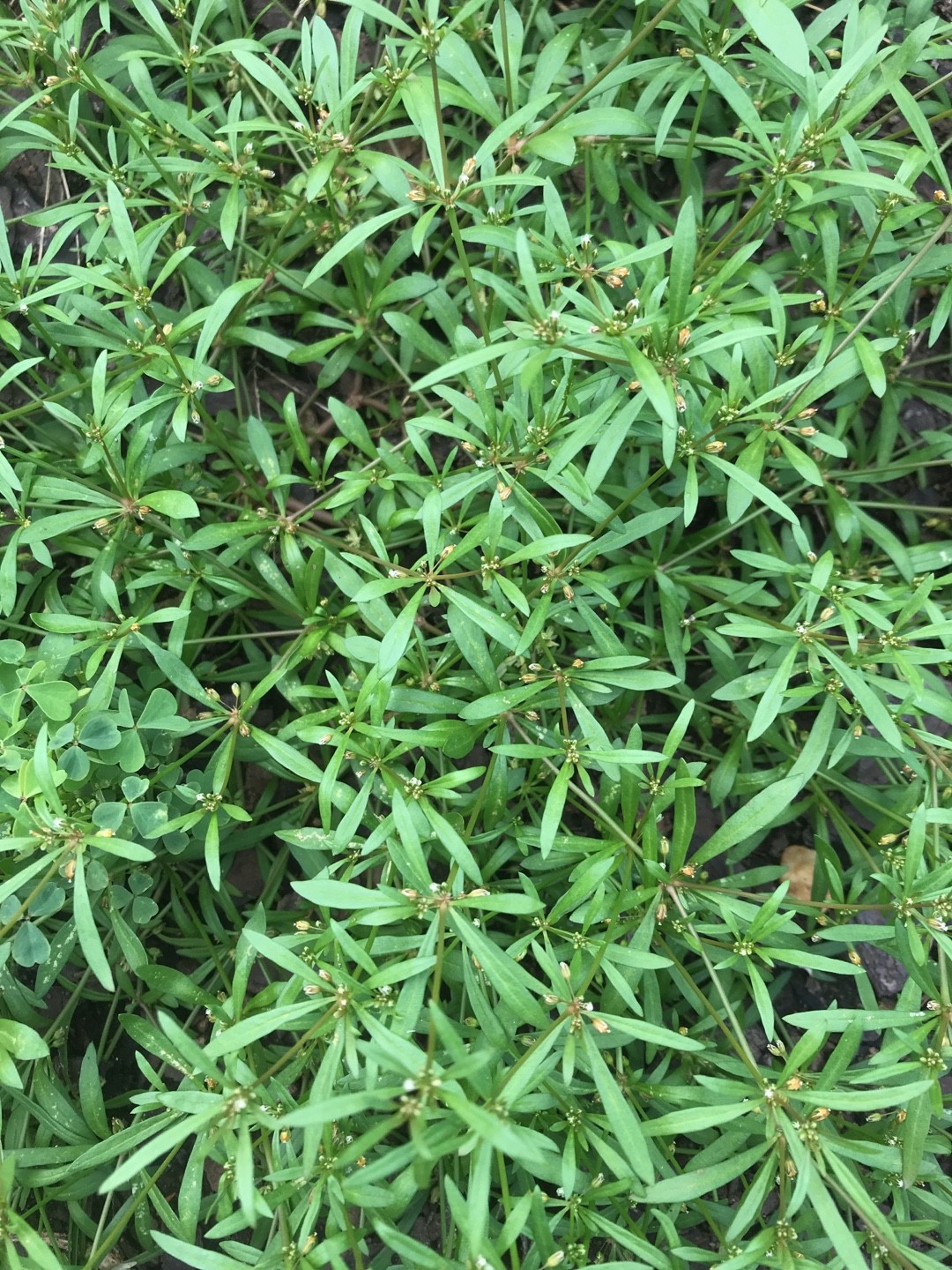 Green carpetweed (Mollugo verticillata) Flower, Leaf, Care, Uses PictureThis