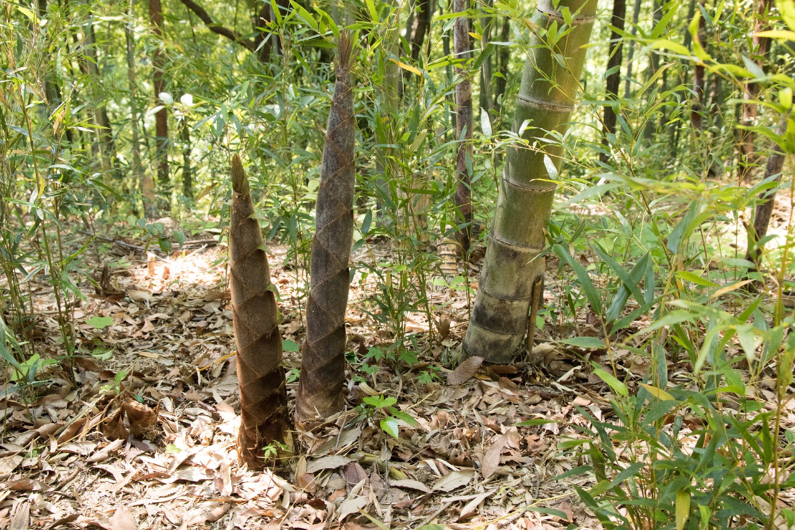 孟宗竹 (Phyllostachys edulis) 照顧,種植,繁殖,開花時間 - PictureThis