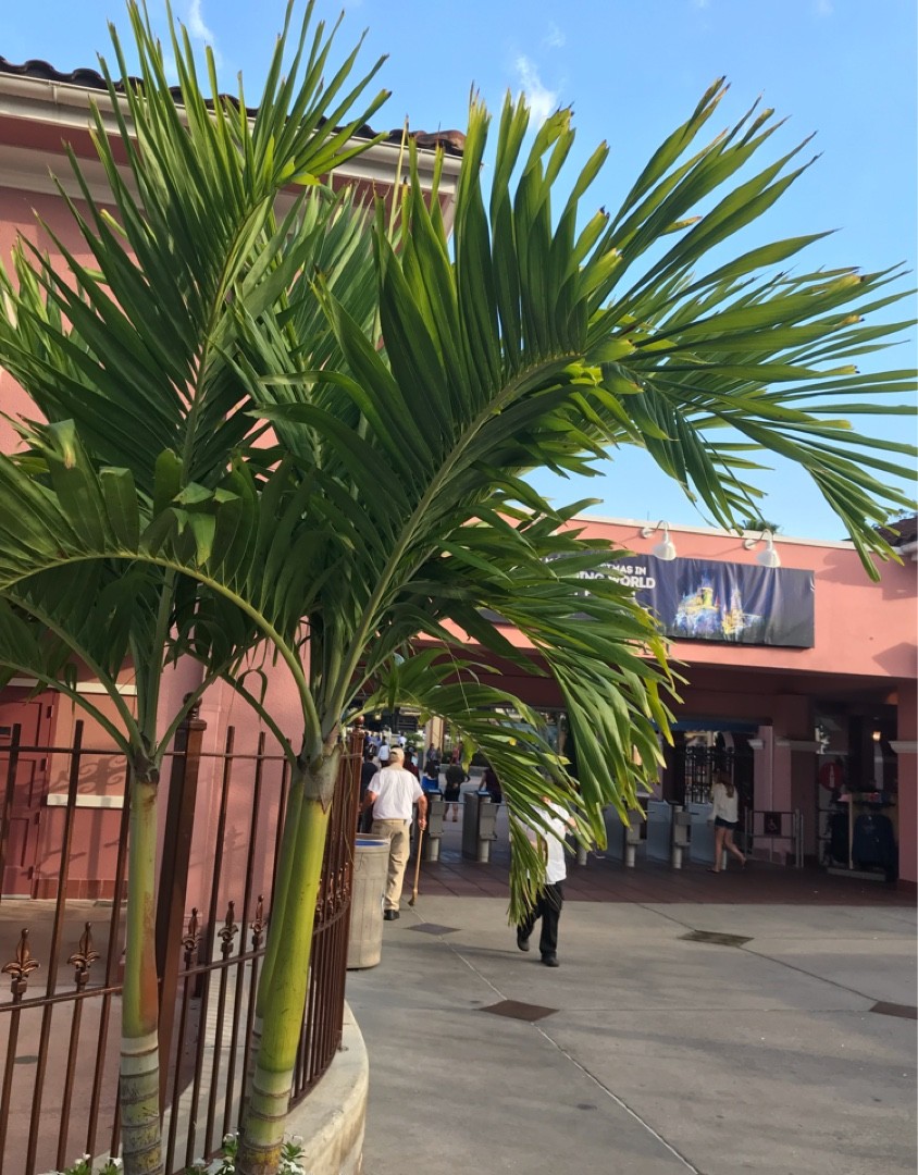 How to Grow and Care for Manila palm