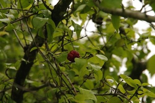 Суринамская вишня (Eugenia uniflora) - PictureThis