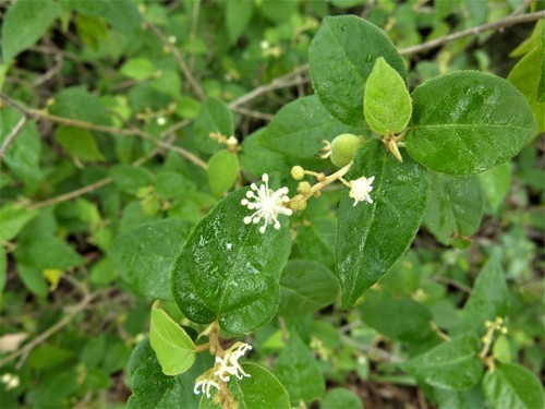 Croton fruticulosus PictureThis