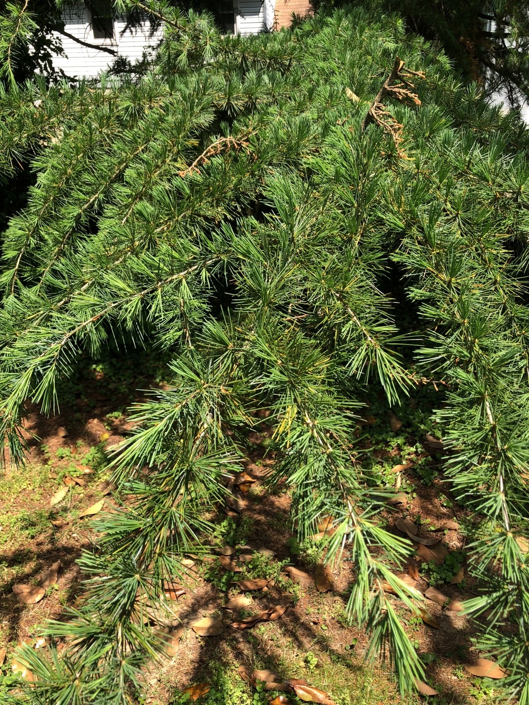 ヒマラヤスギの判定方法 (Cedrus deodara)