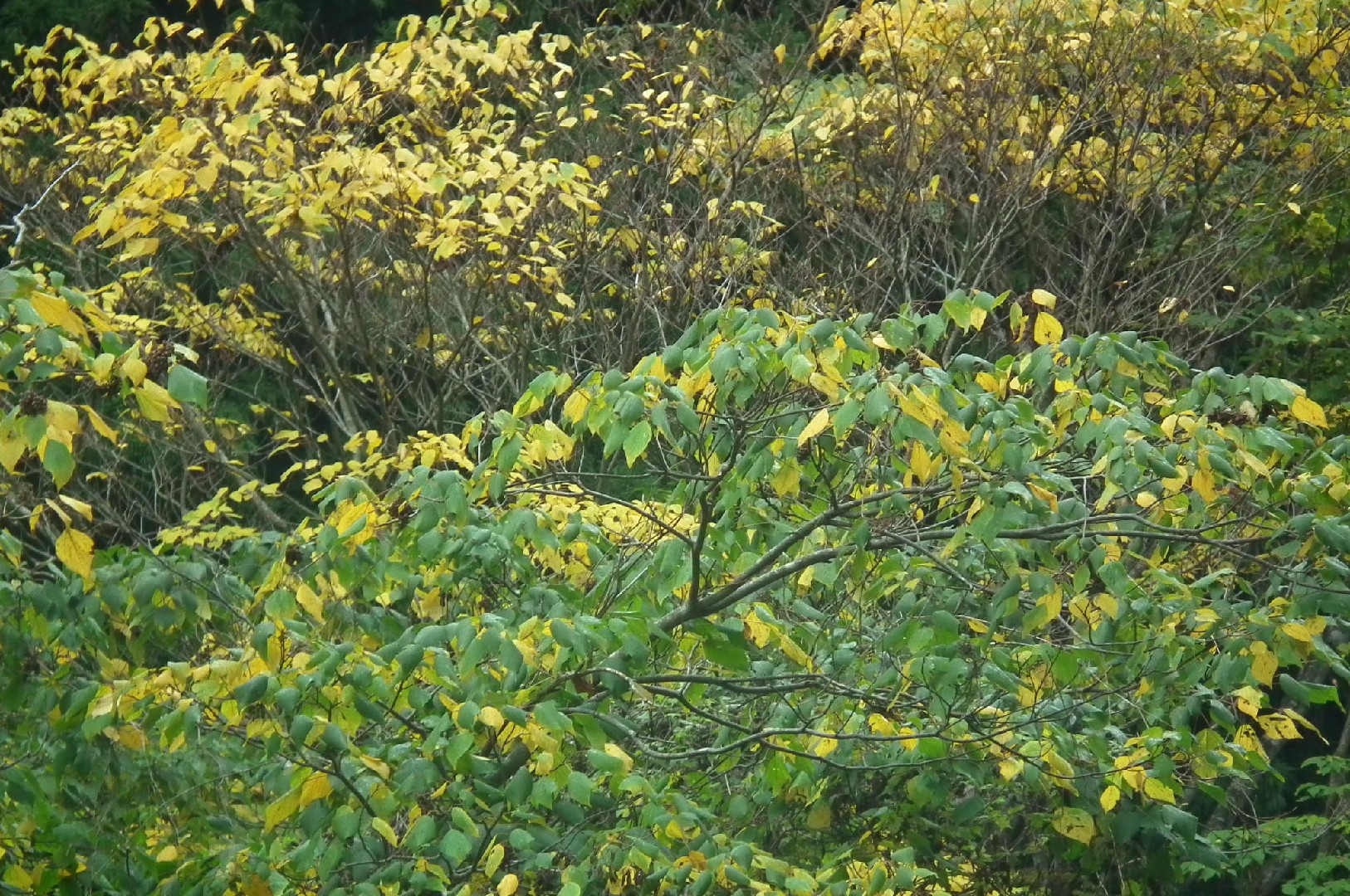 アカメガシワ (Mallotus japonicus) 花言葉,毒性,よくある質問 - PictureThis