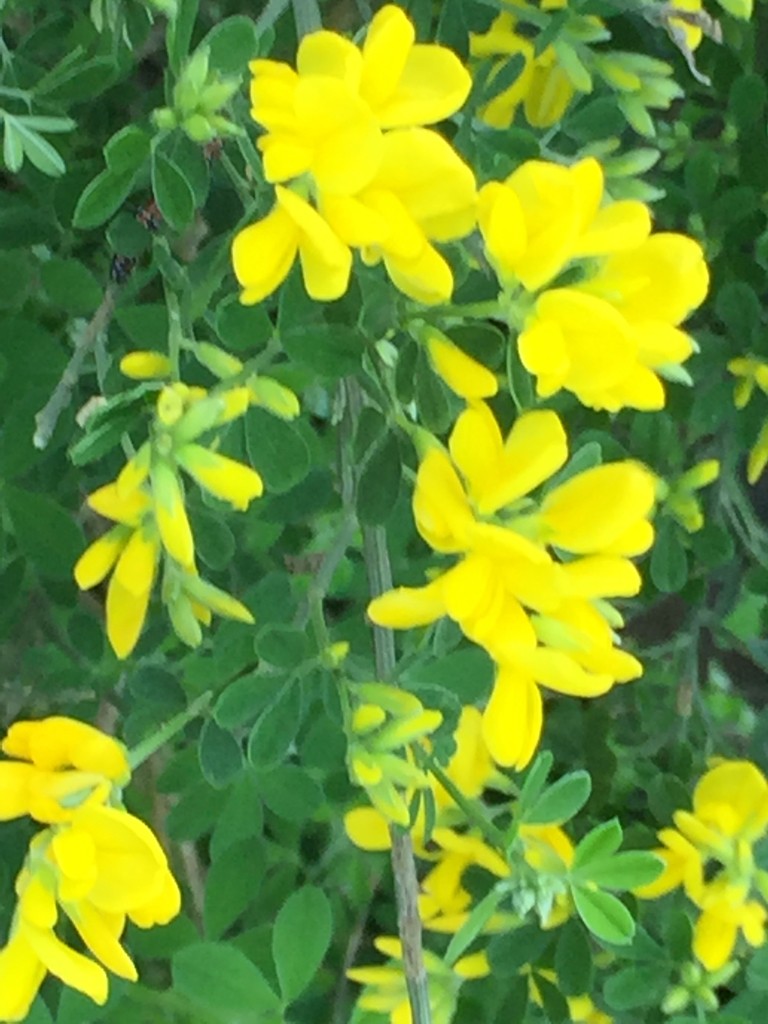 The Spiritual Meaning of Birds Flying in Front of Your Car Decoding