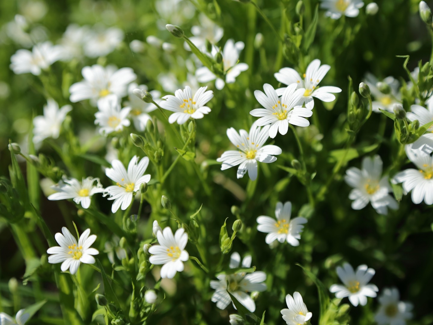 アワユキハコベ (Stellaria holostea) 花言葉,毒性,よくある質問 - PictureThis