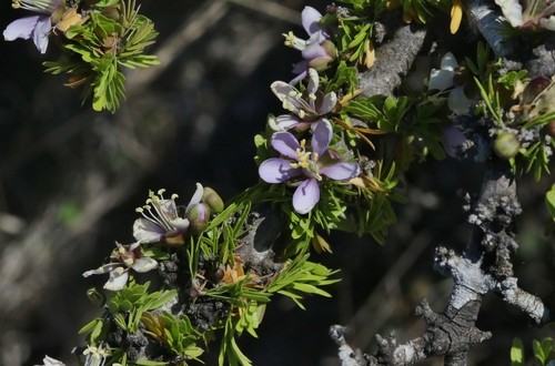 Porlieria angustifolia PictureThis