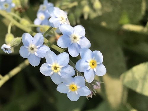 Broad-Leaf Forget-Me-Not, Myosotis Latifolia