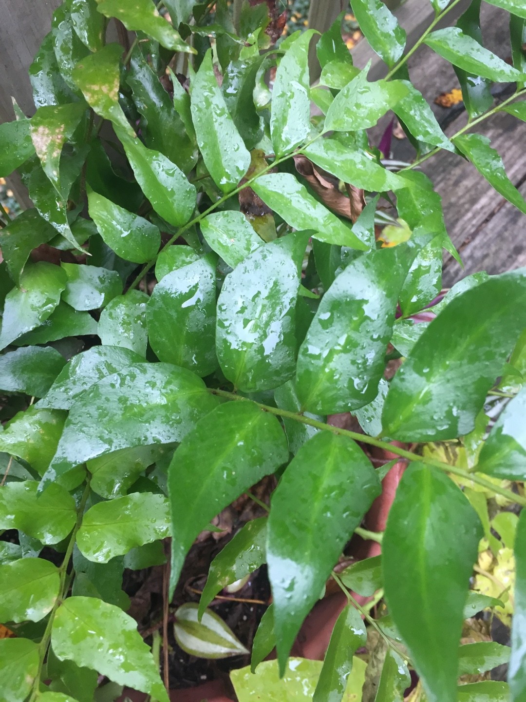 オニヤブソテツ（鬼藪蘇鉄）の判定方法 (Cyrtomium falcatum)