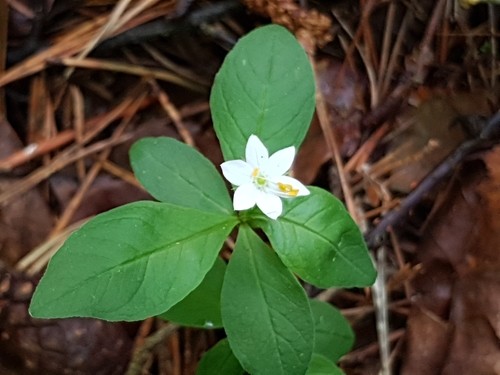 ツマトリソウ 褄取草 Lysimachia Europaea 花言葉 毒性 よくある質問 Picturethis