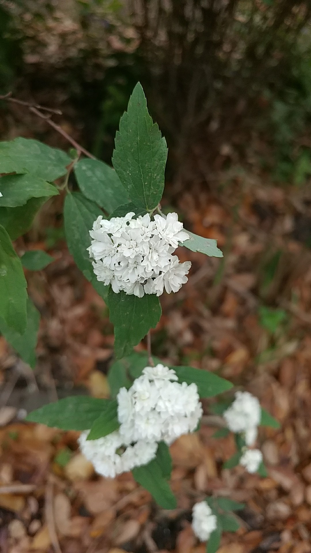 コデマリ（小手毬）の判定方法 (Spiraea cantoniensis)