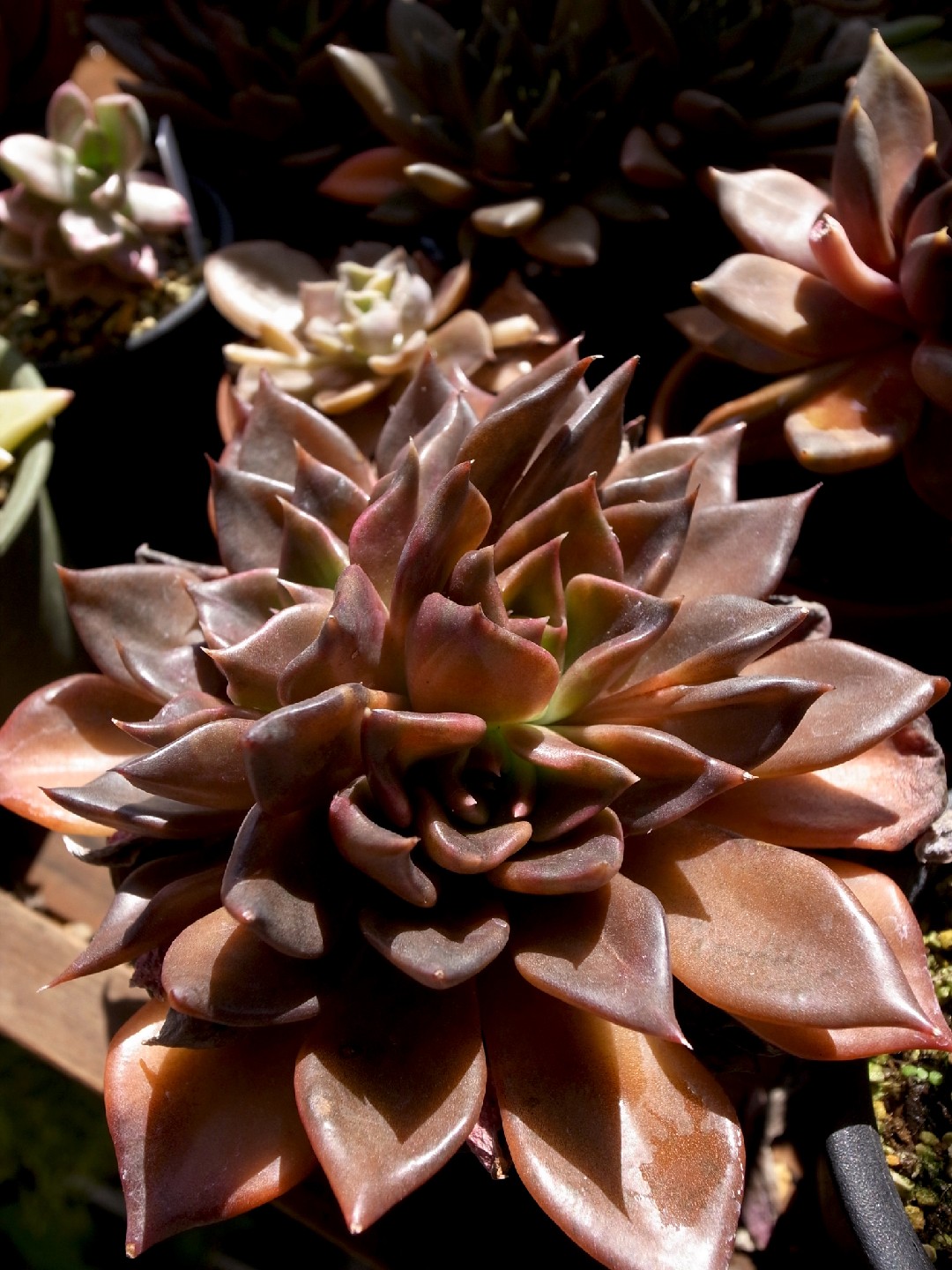 How to Grow and Care for Black prince
