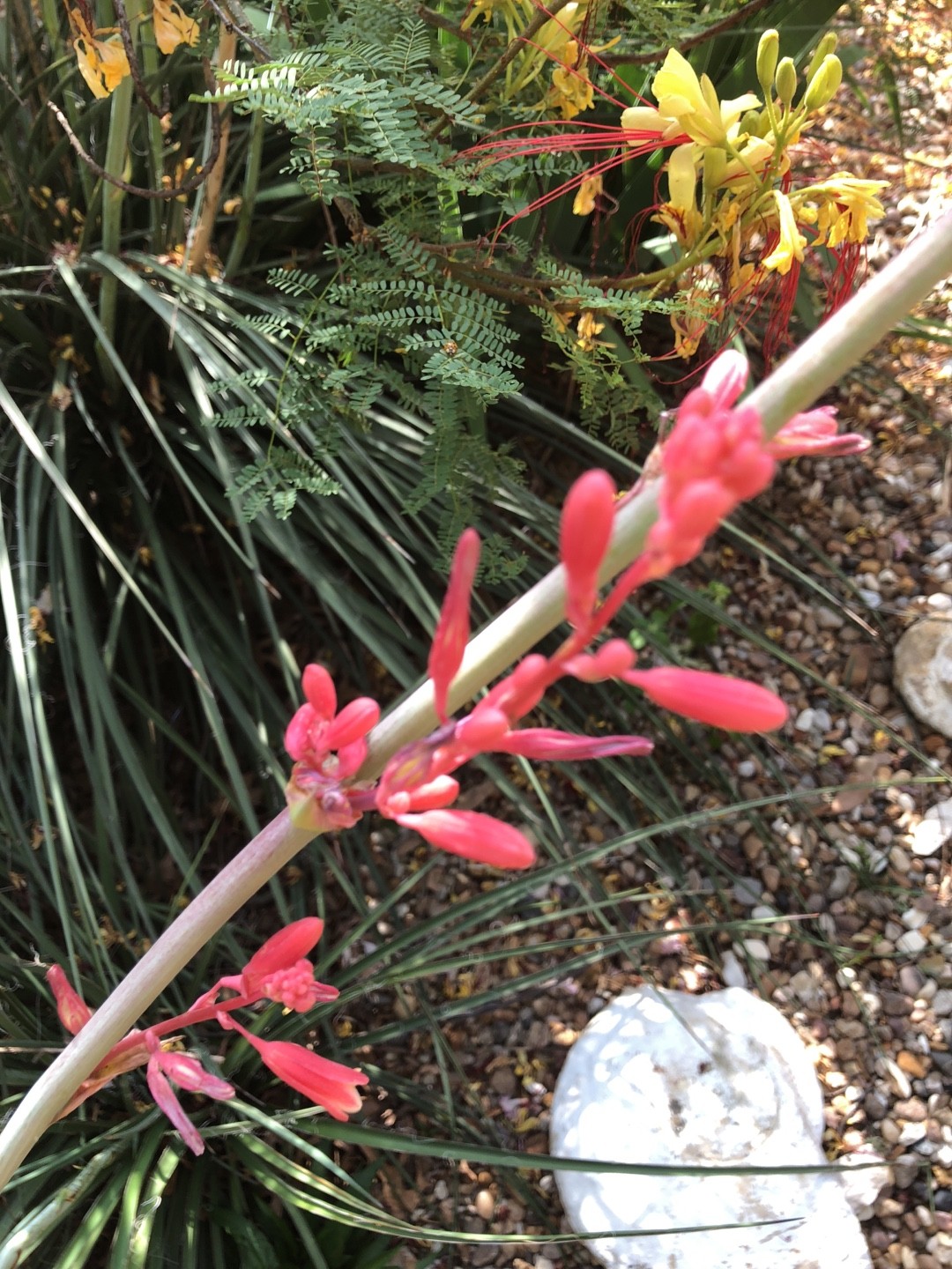 How to identify Red yucca (Hesperaloe parviflora)