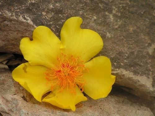 Rosa amarilla (Cochlospermum vitifolium) - PictureThis