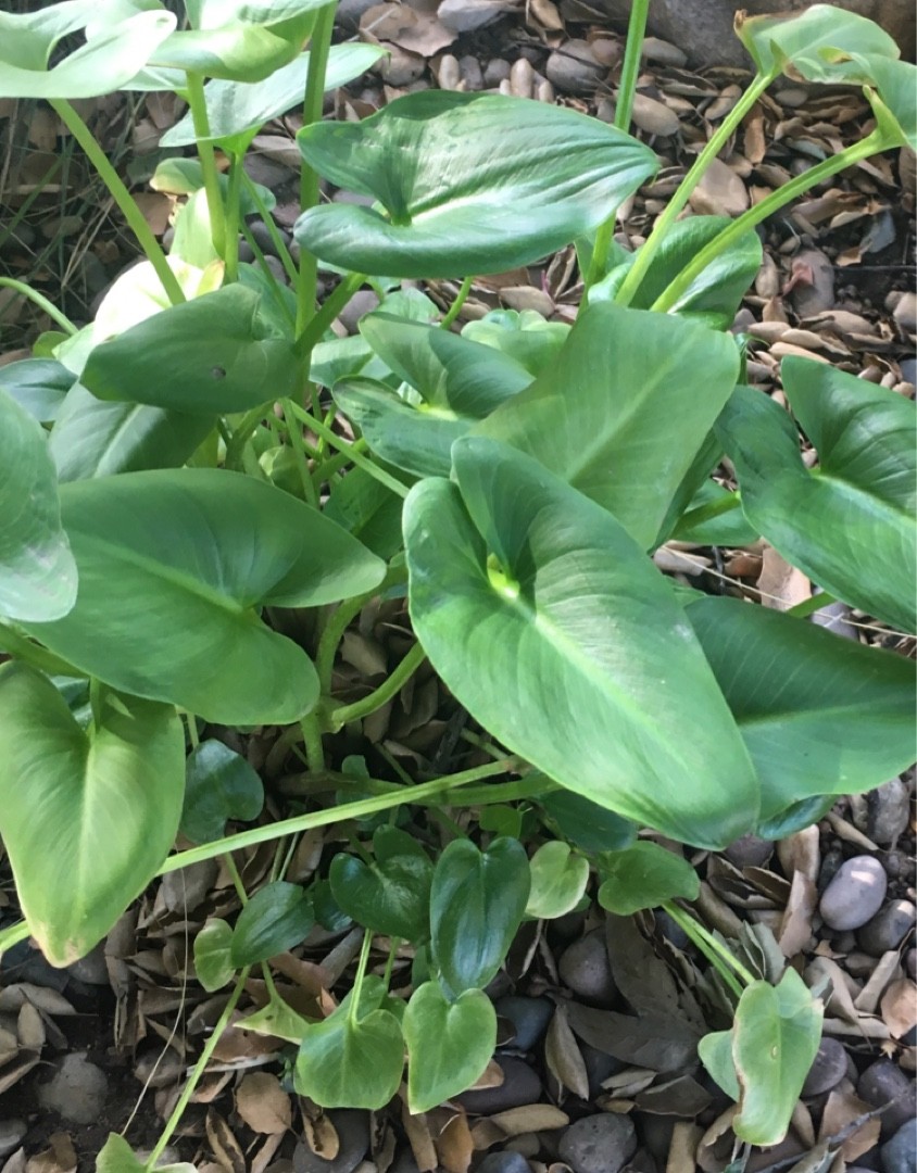 saintpaulia variegata Saintpaulia Ionantha Variegata - African Violet | organically grown  tropical plants for sale