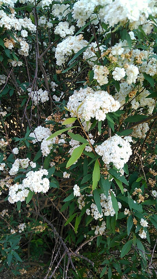 コデマリ（小手毬）の判定方法 (Spiraea cantoniensis)