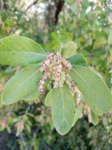 Garrya ovata PictureThis