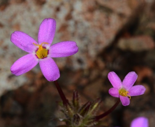 Leptosiphon bicolor PictureThis