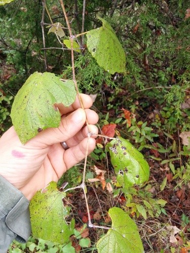 thumbnail image 2 of Mustang Grape (Vitis Mustangensis) - 100 Fresh Seeds For Planting, Wild Native Grape 2 of 4
