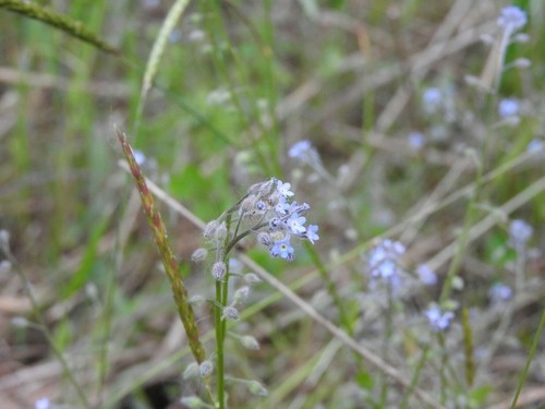 勿忘草 勿忘草| Myosotis scorpioides l. | 科技研花图画书