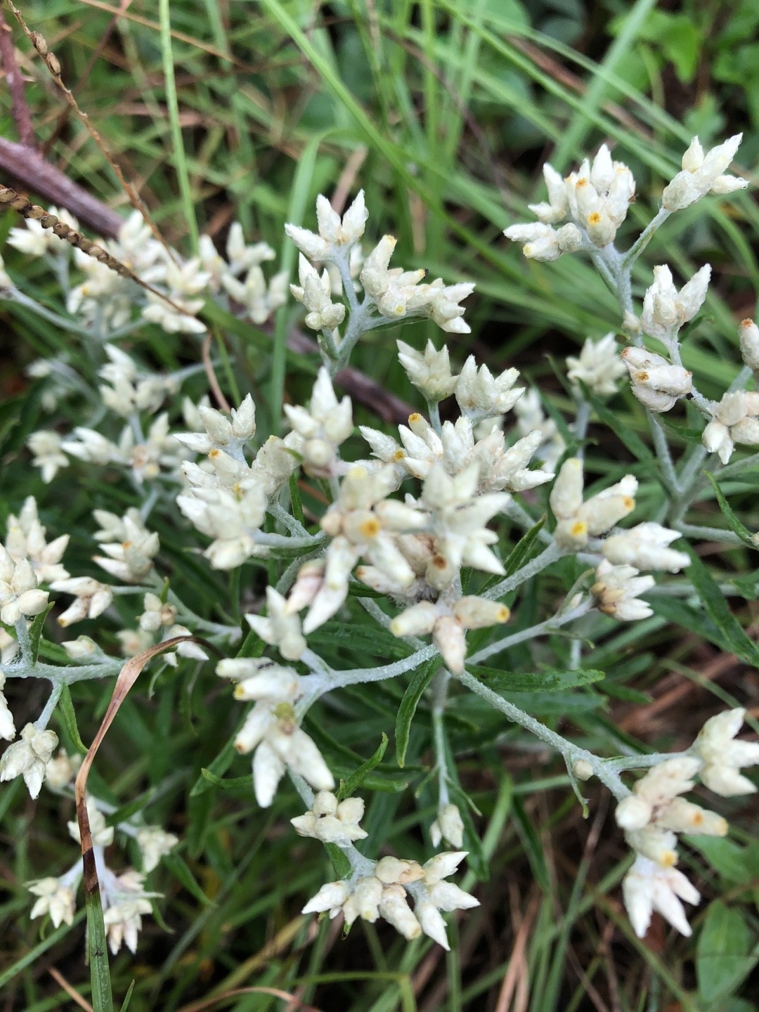 How to Grow and Care for Rabbit Tobacco