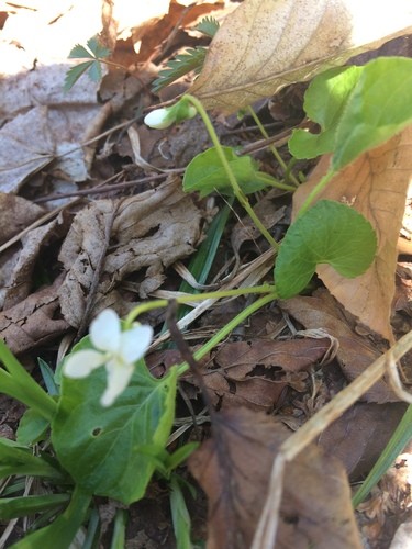 Violeta hoja de riñón (Viola renifolia) - PictureThis