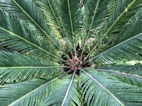 Pianta di Cycas Revoluta pianta vera ornamentale palma vera da esterno  giardino