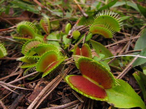 Plante carnivore : comment la dionée est passée de la défense à l