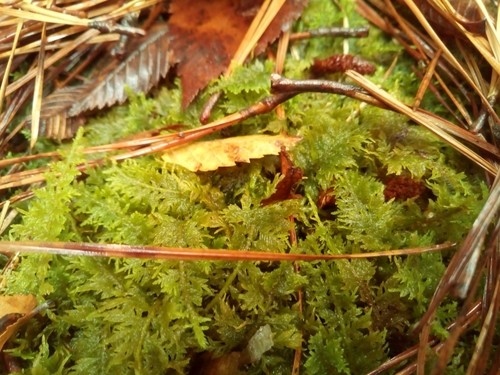 puyozou　シノブゴケ puyozou シノブゴケ puyozou シノブゴケ シノブゴケ 苔パック | 苔