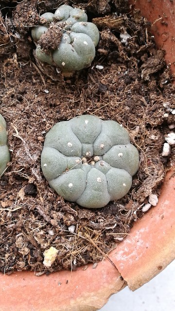 烏羽玉Lophophora williamsii 実生苗 約80株 ウバタマ（烏羽玉）の判定方法 (Lophophora williamsii)
