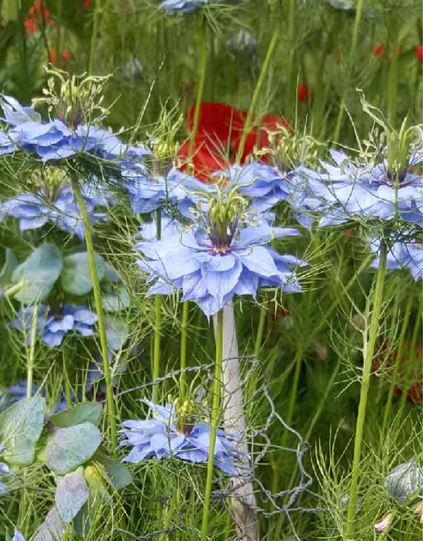 ニゲラの判定方法 (Nigella damascena)